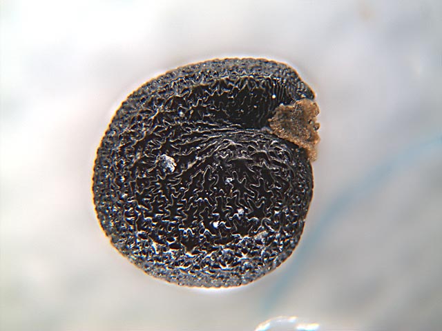 Giocando con la macro fotografia
