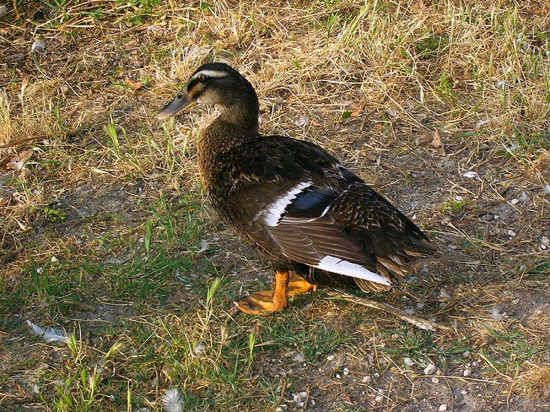 Trovate il colpevole !