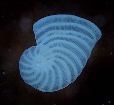 Foraminiferi ? Micro fossili ?