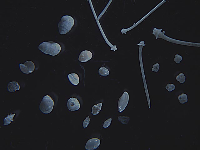 Foraminiferi e micro fossili dalle nostre argille.