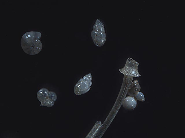 Foraminiferi ? Micro fossili ?