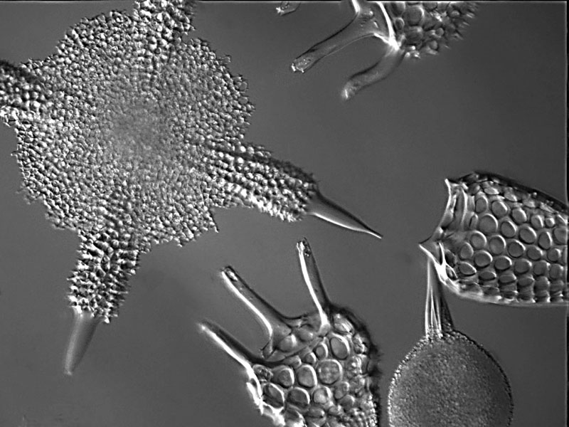Foraminiferi ? Micro fossili ?
