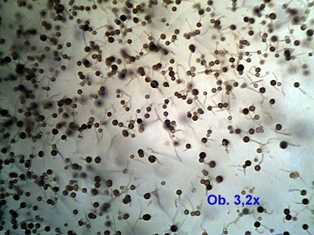 Ricordate la colla fatta con la farina ?