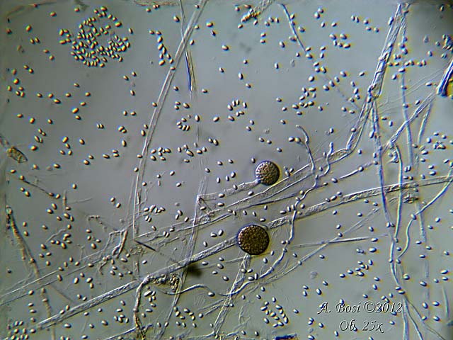 Ricordate la colla fatta con la farina ?