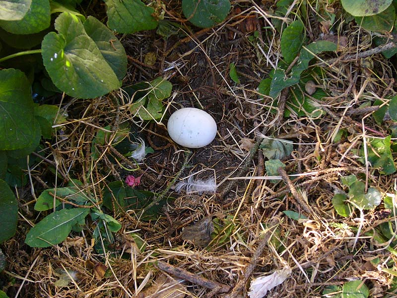Trovate il colpevole !