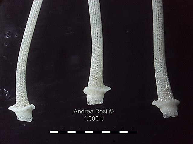 Foraminiferi ? Micro fossili ?