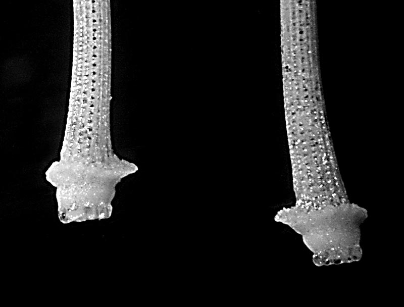 aculei/spine (fossili) di echinoderma?