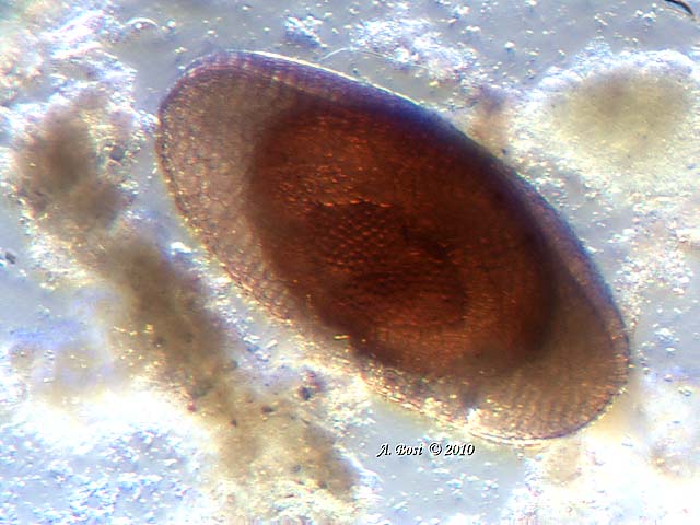 Che ci f un UFO nel mio acquario ?