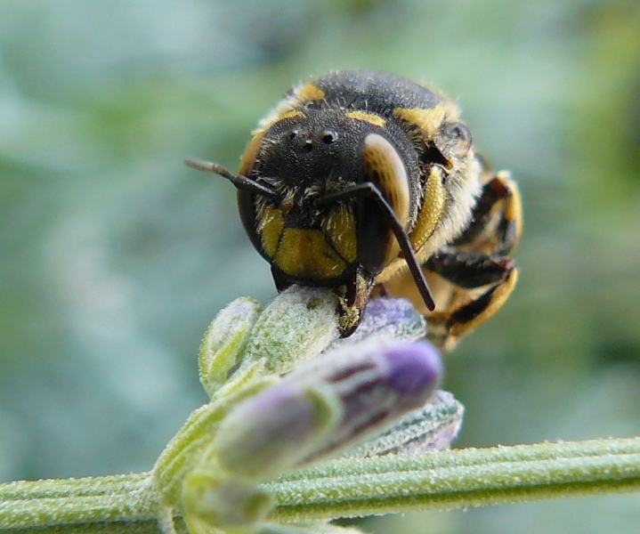 Anthidium cfr florentinum, comportamento territoriale