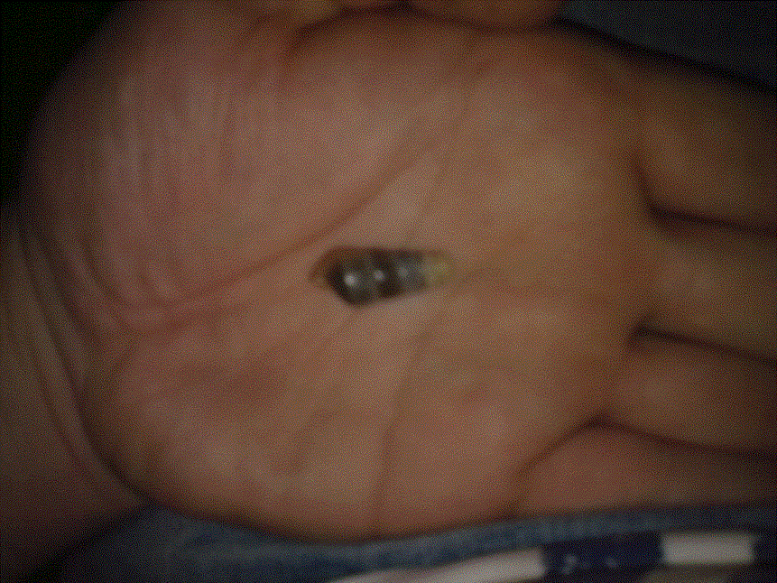 Riconoscimento specie