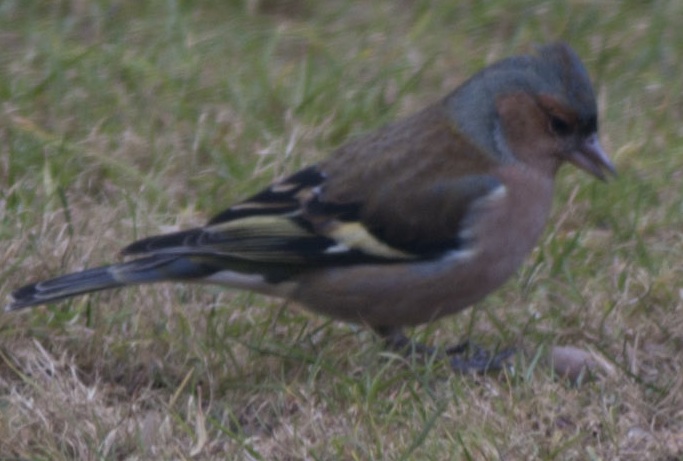 Individuazione specie di uccello