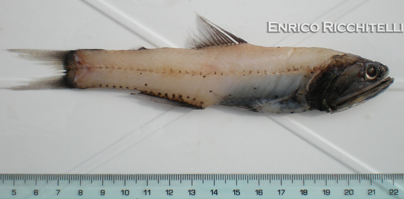 Lampanyctus crocodilus (Risso, 1810)