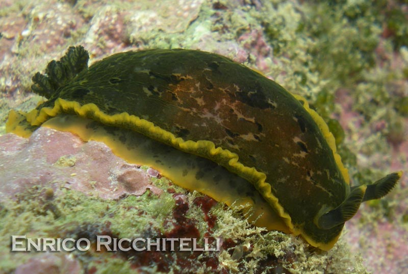 Dendrodoris limbata