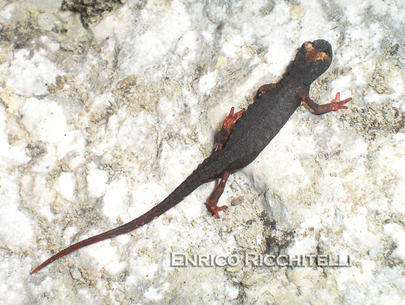 Salamandrina di Savi