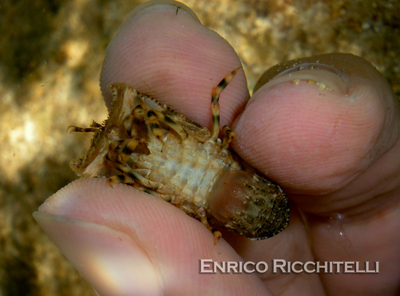 Scyllarus pygmaeus (Bate, 1888) - cicala pigmea