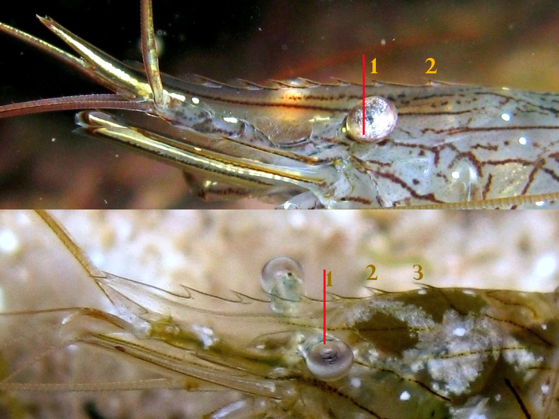 Differenze tra Palaemon serratus e Palaemon elegans