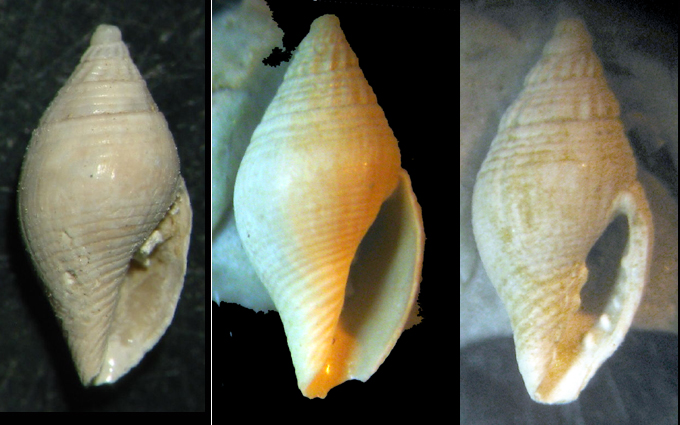 Mitromorpha tognettii?