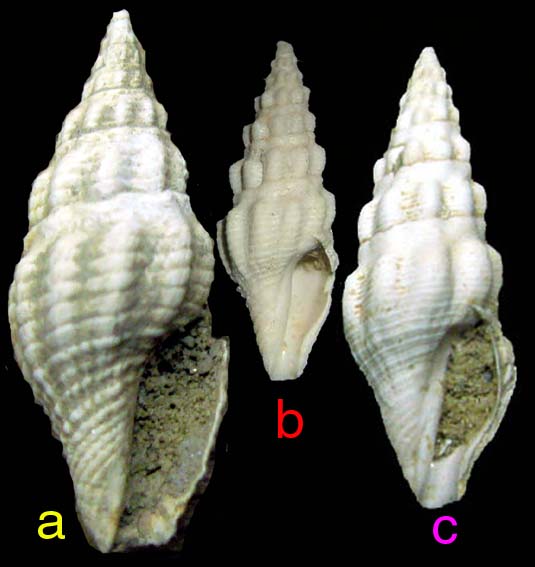 Crassispira sejugenda