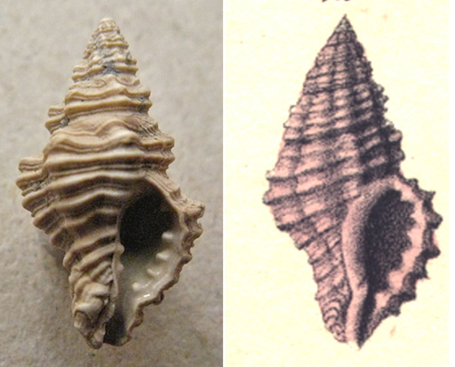 Gasteropode pliocenico 10