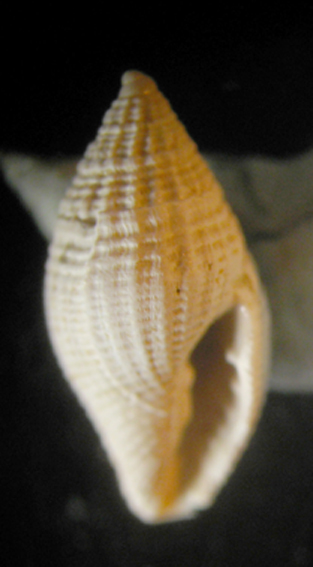 Mitromorpha tognettii?