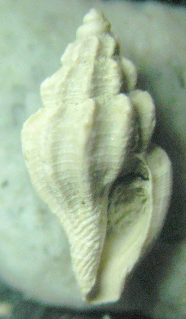 Mangelia scabrida [probabile scabriuscula]
