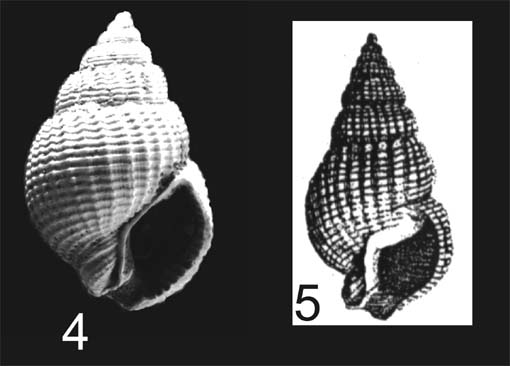 Nassarius.... serraticosta ??? (Bronn, 1831)