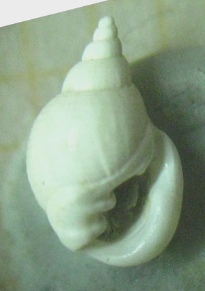Sulle Ringicule !