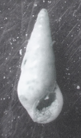 Zebina volaterrana (De Stefani, 1875)