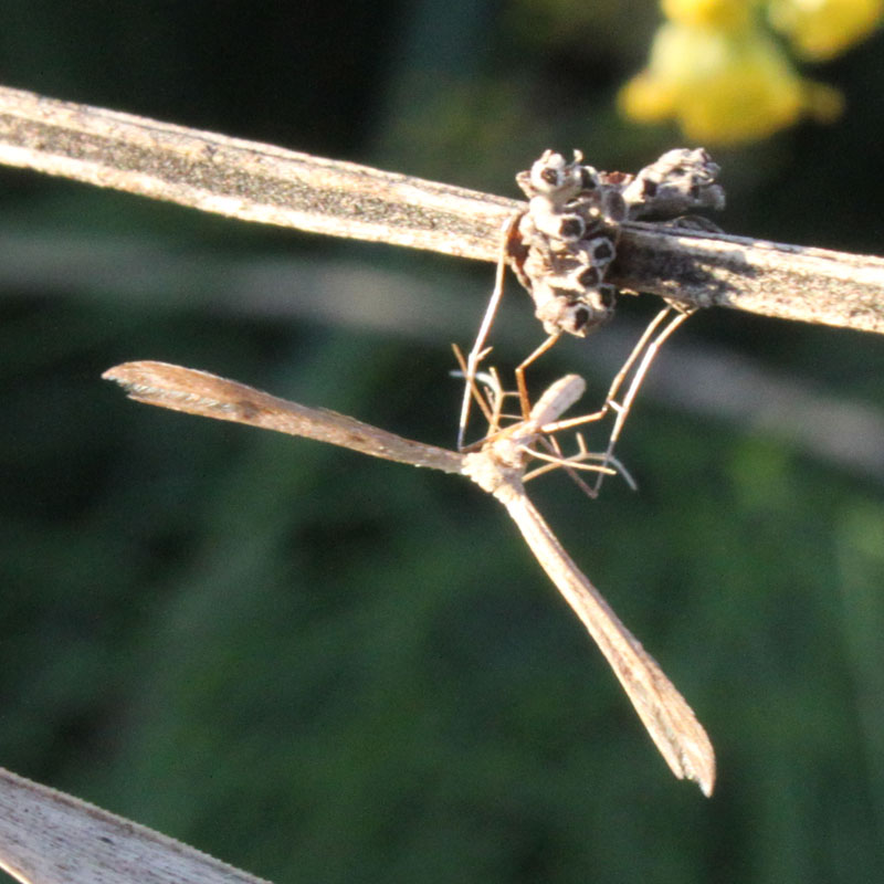 identificazione farfalla