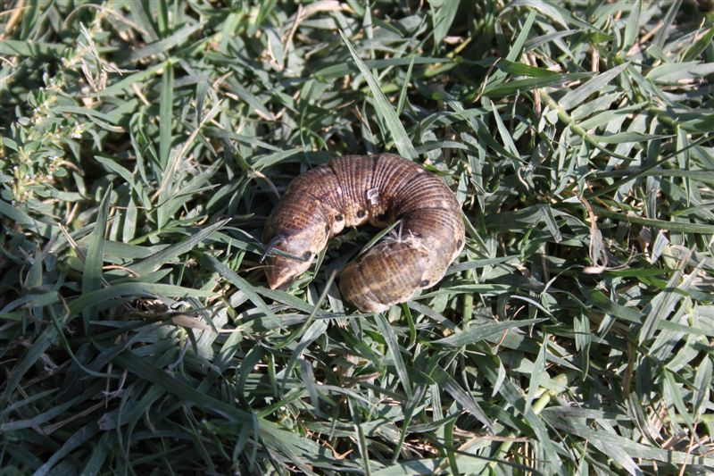 identificazione bruco - Agrius convolvuli