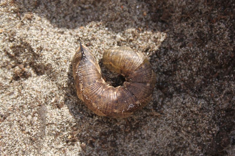 identificazione bruco - Agrius convolvuli