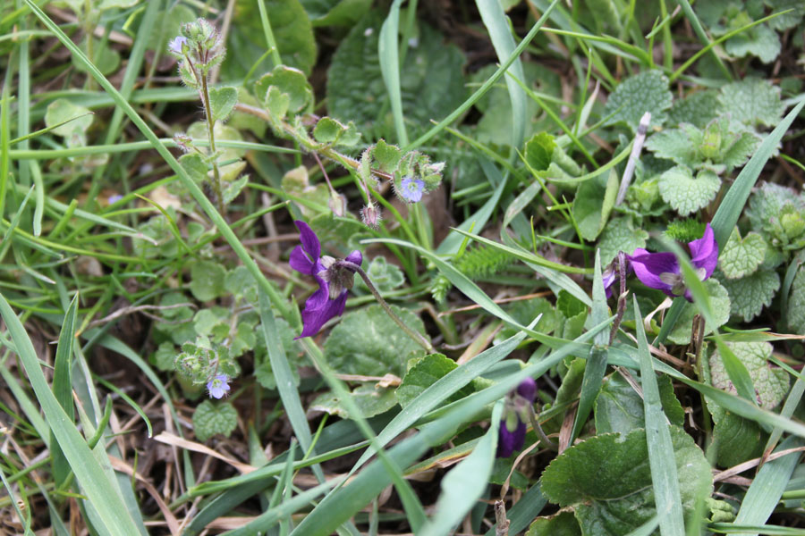Viola odorata / Viola mammola