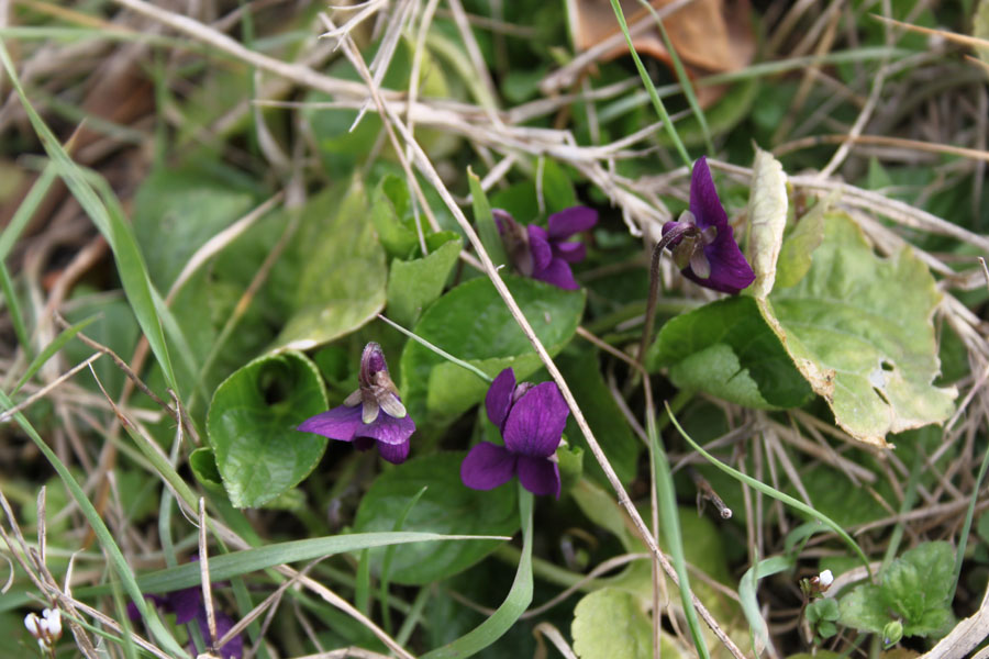 Viola odorata / Viola mammola