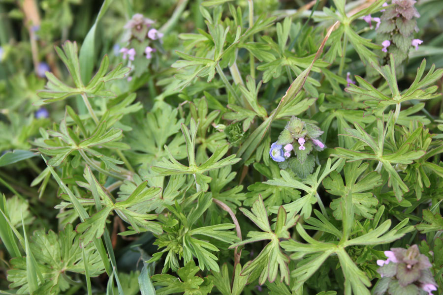 Geranium dissectum L.