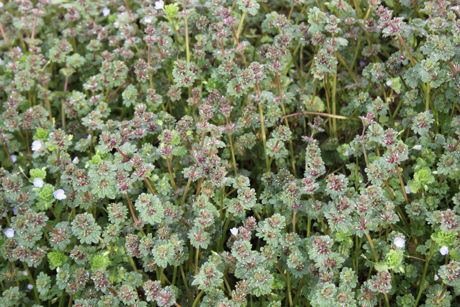 Lamium amplexicaule L.