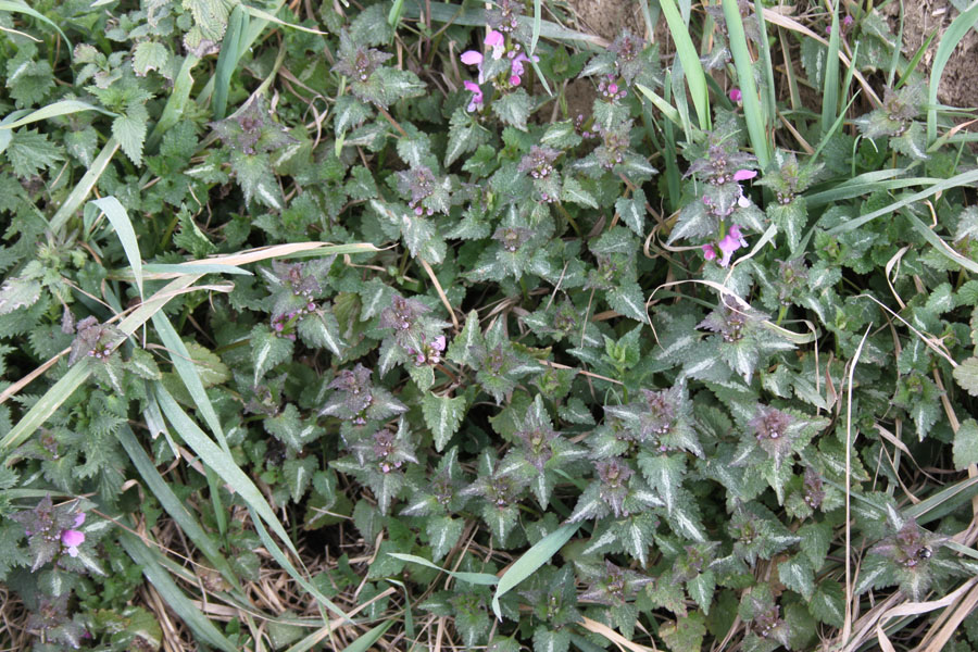 Lamium maculatum L.
