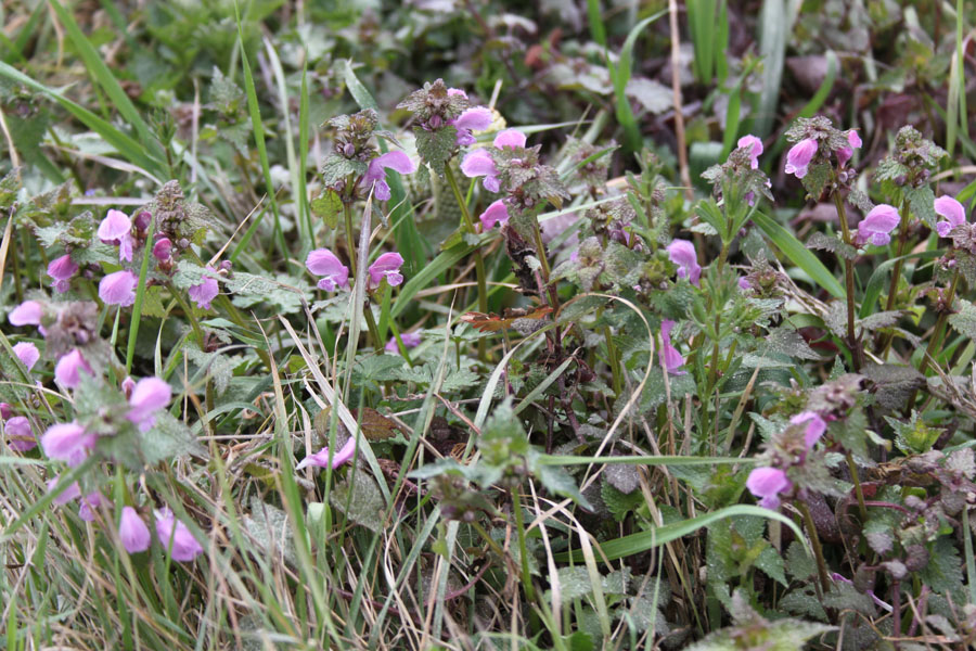 Lamium maculatum L.