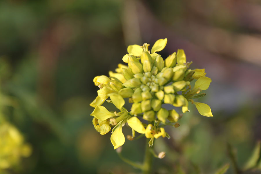 Sinapis alba L.