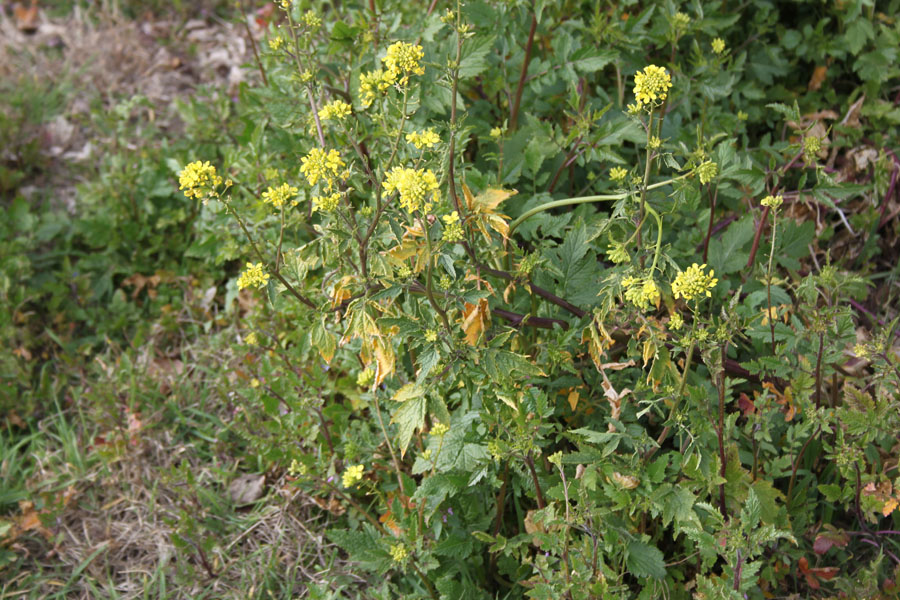 Sinapis alba L.