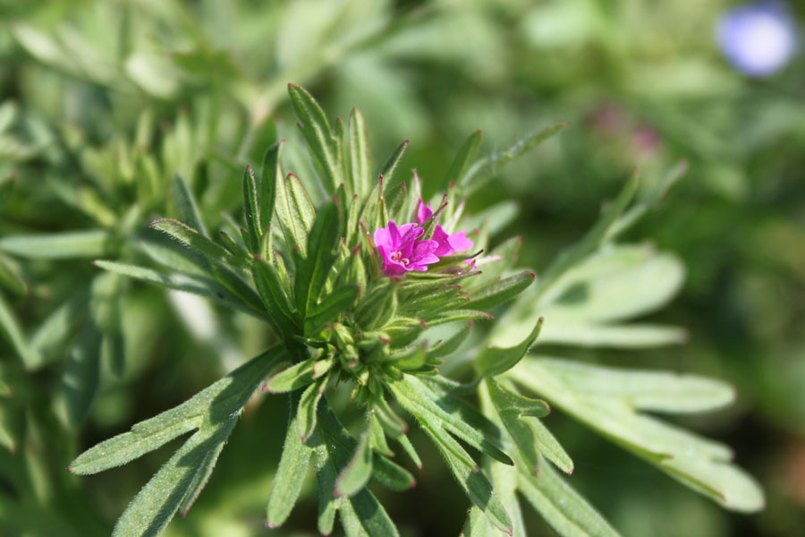 Geranium dissectum L.
