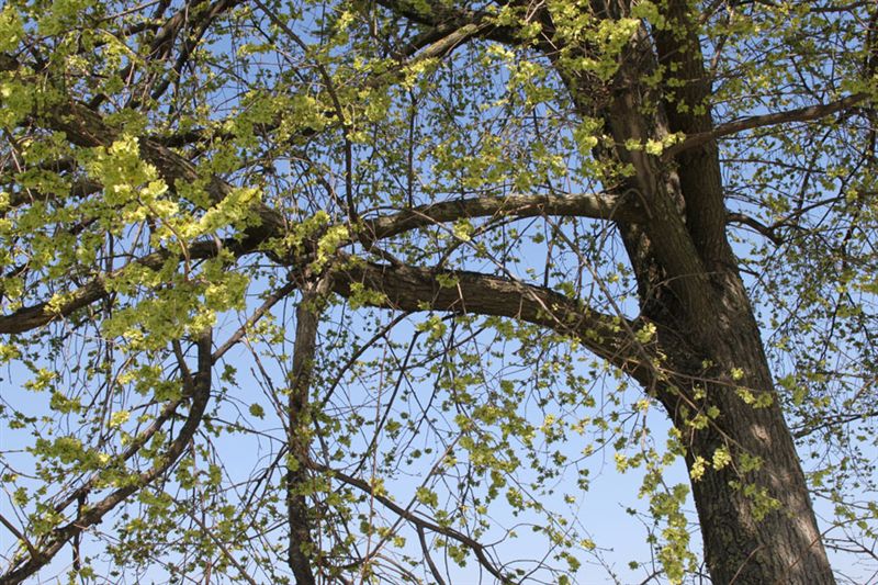 Ulmus campestris