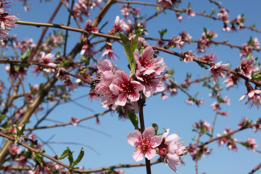 Prunus persica / Pesco