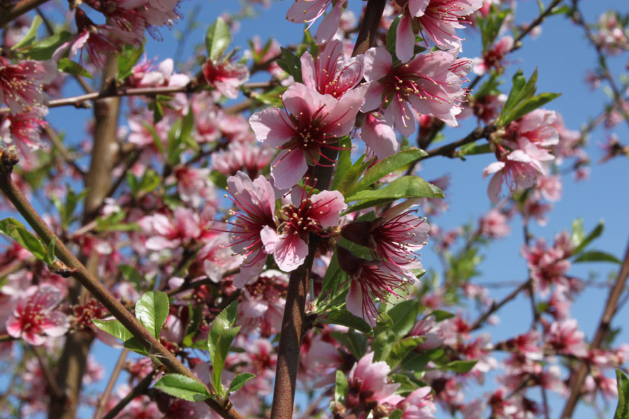 Prunus persica / Pesco
