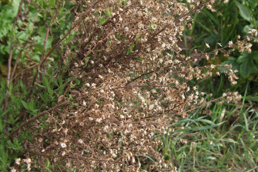Dittrichia viscosa