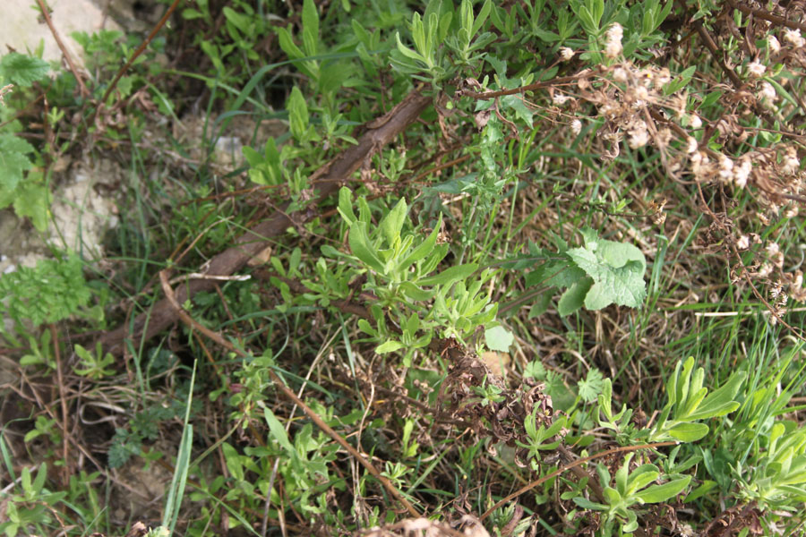 Dittrichia viscosa