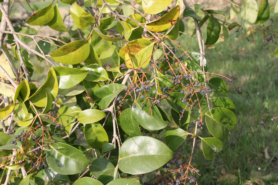 Ligustrum lucidum