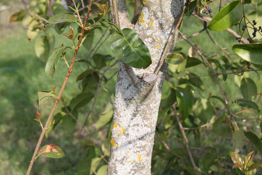 Ligustrum lucidum