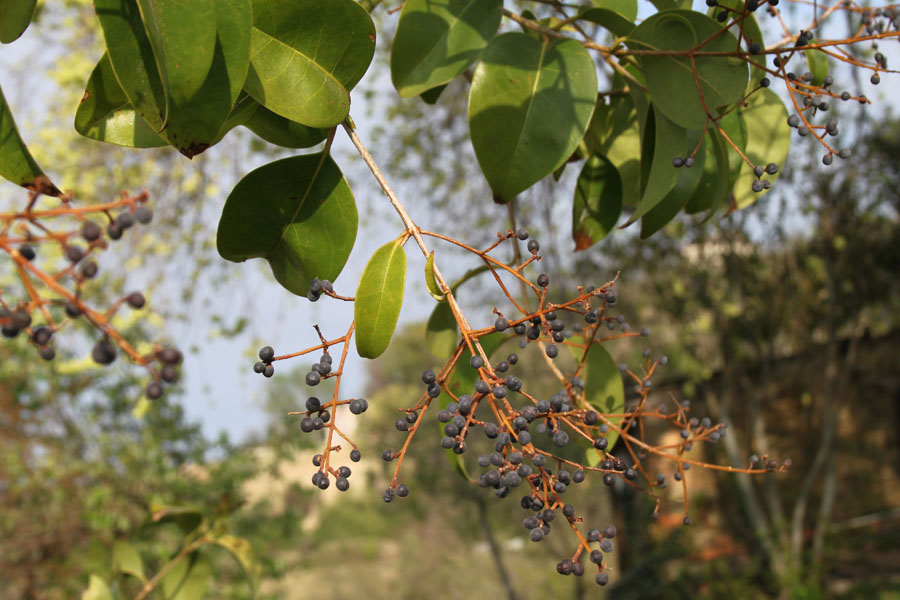 Ligustrum lucidum