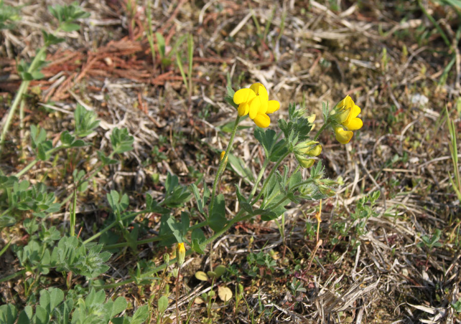 Fabaceae - Lotus sp