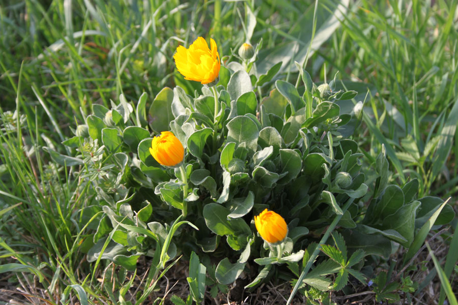 Calendula